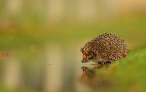 Hedgehog near the water at the watering