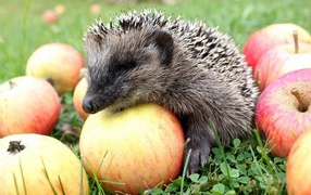 Hedgehog sitting on apples