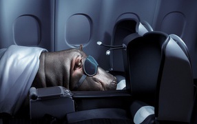 Hippo sleeping in an airplane