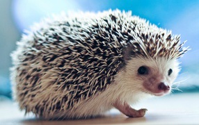 I'll be the hedgehog, no pat