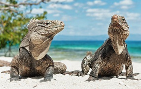 Iguanas on the beach