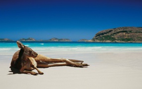Kangaroo lying on the beach