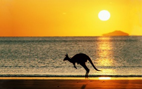 Kangaroo on the background of the sea in Australia