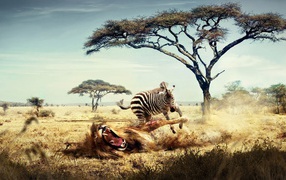 Лев и зебра в Африке