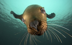 Mustachioed walrus underwater