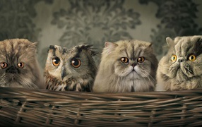 Owl hiding among cats in a basket