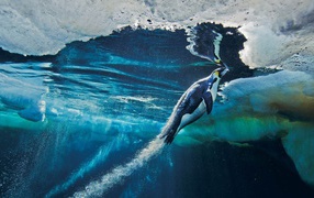 Penguin floats to the surface of the water