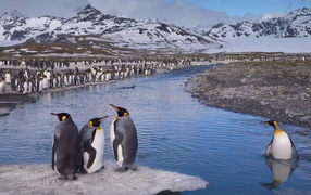 Penguin standing waist-deep in water