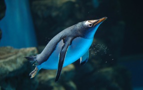 Penguin swimming in water