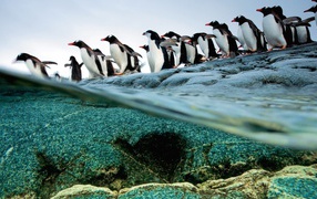 Пингвины идут ровной колонной
