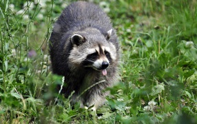 Raccoon goes on a green grass