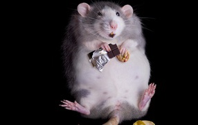Rat overeaten sweets