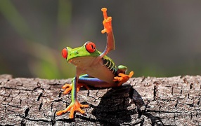 Red-eyed frog on a tree bark