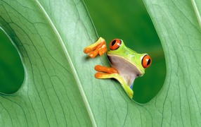 Red-eyed frog over green leaf