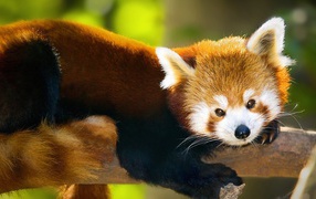 Red panda lies on a tree trunk