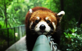Red panda on the fence