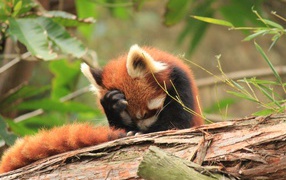 Red panda put foot on his head