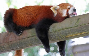 Red panda sleeping on a tree with his tongue out