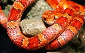 Red snake on a rock