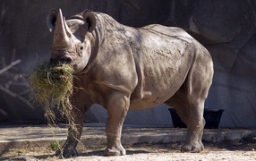 Rhino eating hay
