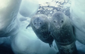 Seals dived into the hole