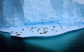 Seals lie on blue ice floe near the water