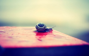 Snail on a wet pink surface