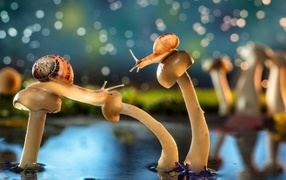 Snail on mushroom caps