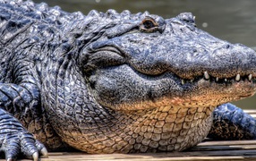 Stout old crocodile