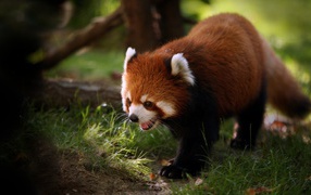 The red panda is on the grass in the forest