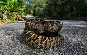 The snake curled up on a footpath