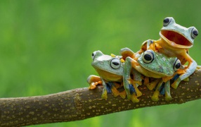 Three cheerful frog
