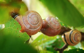 Three snails on leaves