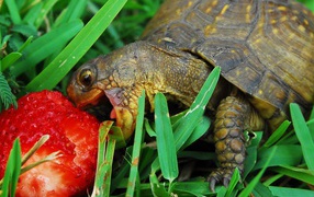 Черепаха ест клубнику