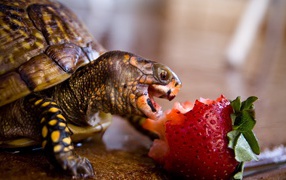 Turtle happy eating a strawberry