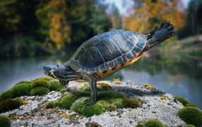 Turtle stands on the front paws