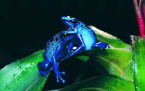 Two blue frog on a green leaf