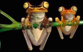Two frogs hanging on a green stem