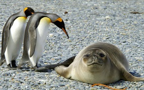 Two penguins and seals