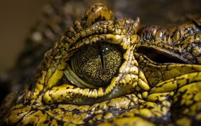 Yellow green crocodile