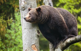 Bear sits high on a tree
