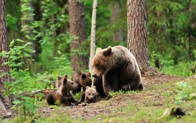 Bear with its cubs