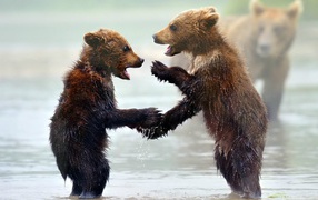 Funny wet Bears