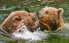 Two bears play in the water