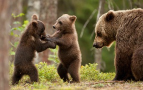 Two playful cub