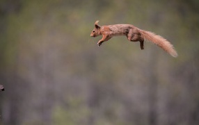 Squirrel flying from branch to branch