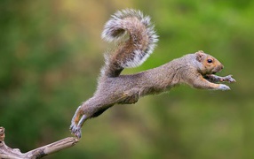 Squirrel jumps