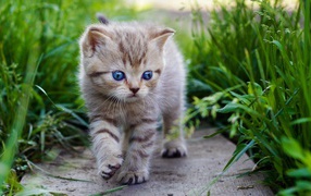 Голубоглазый котенок идет среди травы