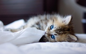 Blue-eyed kitten playing with a cloth