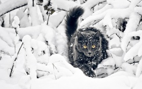 Cat among the snow-covered branches